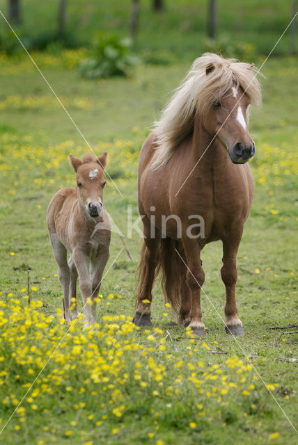 Paard (Equus spp)