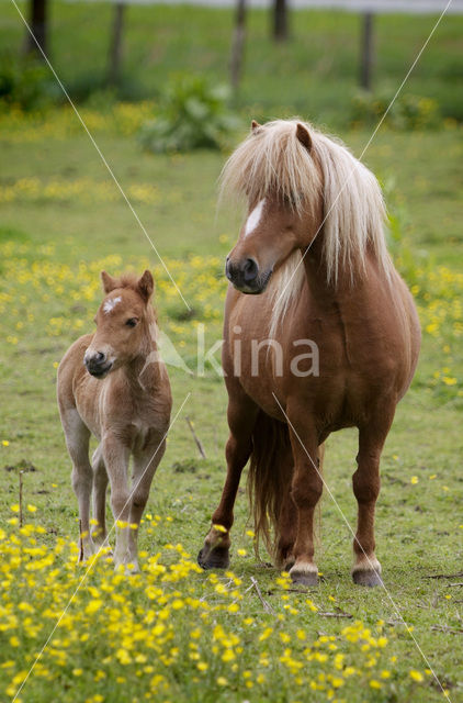 Paard (Equus spp)