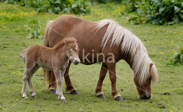 Paard (Equus spp)