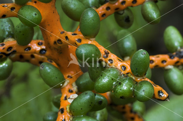 Pacaya Palm (Chamaedorea tepejilote)