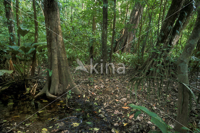 Parque Nacional Carara