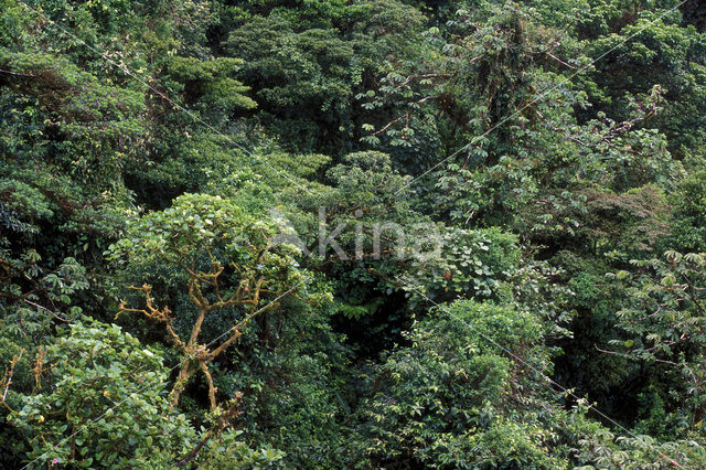 Parque Nacional Monteverde