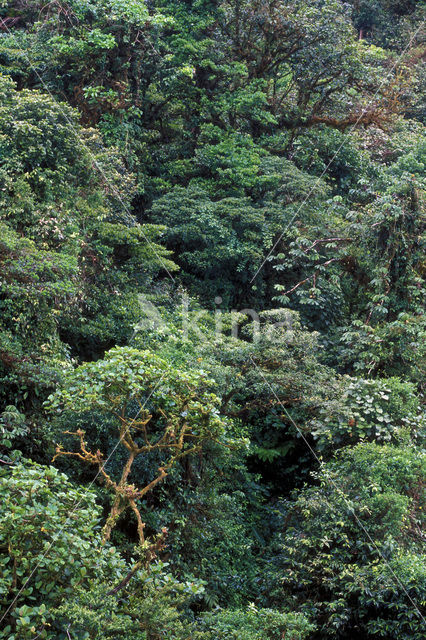 Parque Nacional Monteverde