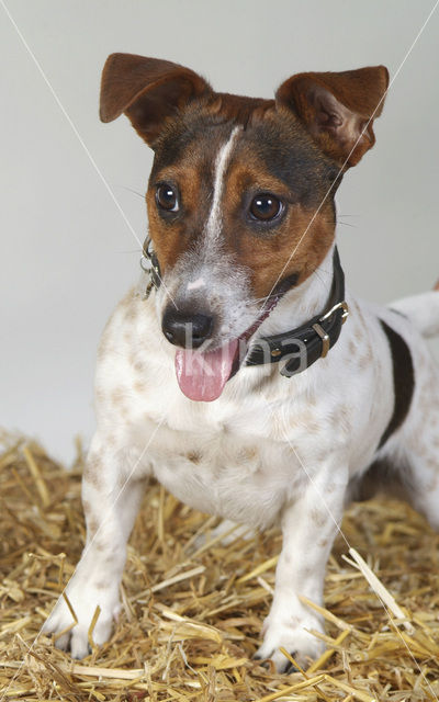 Parson Jack Russell terrier (Canis domesticus)