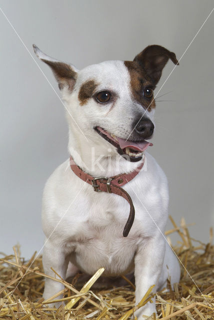 Parson Jack Russell terrier (Canis domesticus)