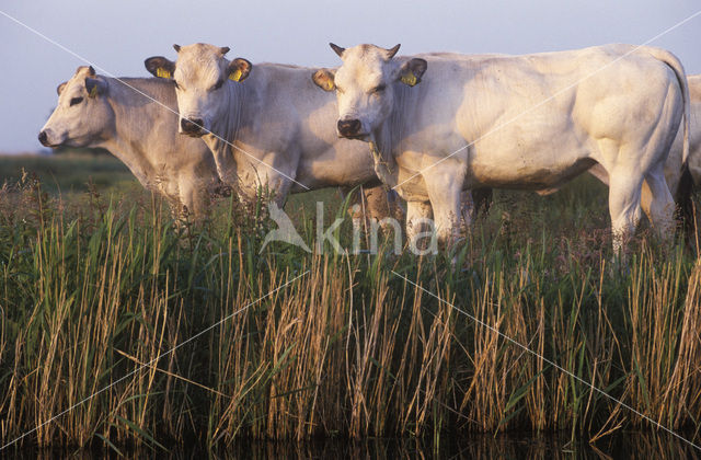 Piemontese Koe (Bos domesticus)