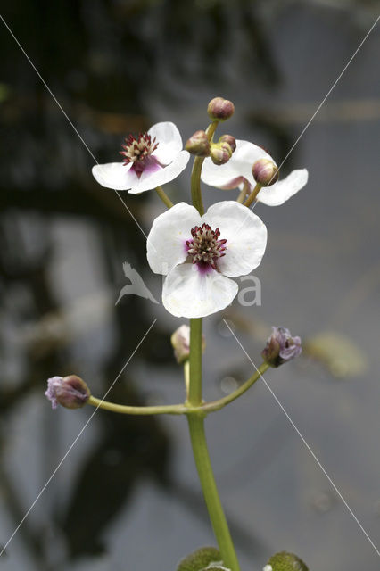 Pijlkruid (Sagittaria sagittifolia)