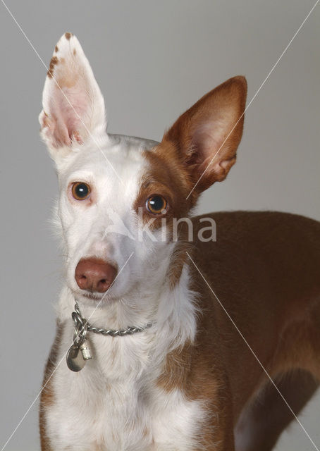 Podenco Ibicenco (Canis domesticus)