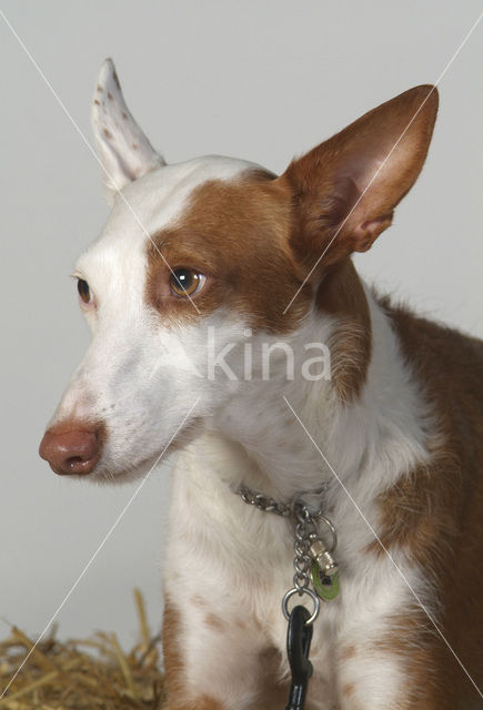 Podenco Ibicenco (Canis domesticus)