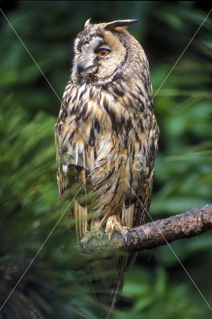 Ransuil (Asio otus)