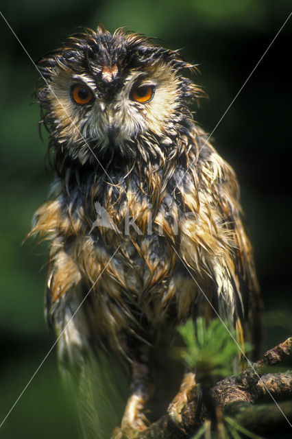 Ransuil (Asio otus)