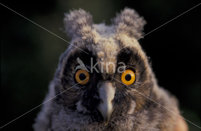 Ransuil (Asio otus)