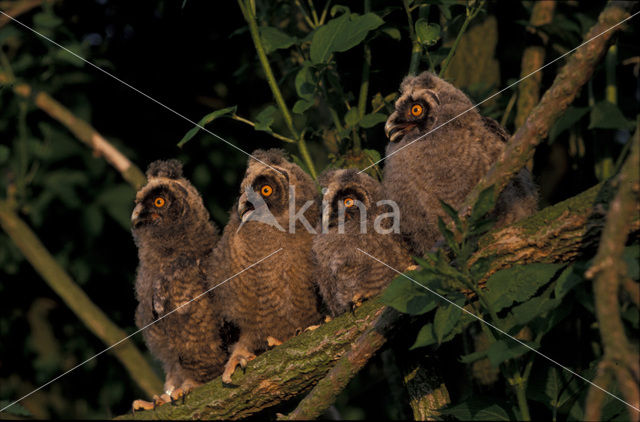 Ransuil (Asio otus)