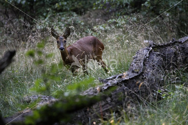 Ree (Capreolus capreolus)