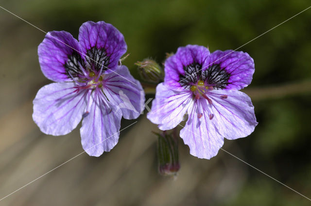 Reigersbek (Erodium manescavii)