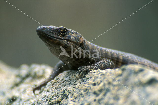 Reuzen schildhagedis (Gerrhosaurus validus)