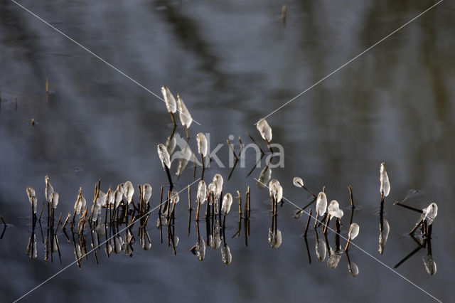 Riet (Phragmites australis)