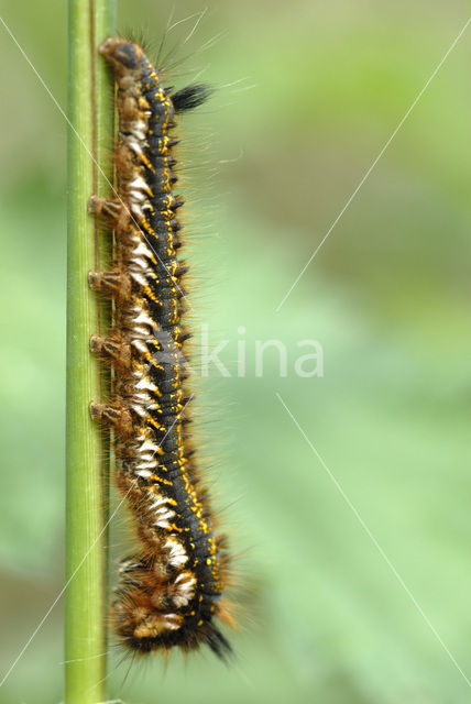 Ringelrups (Malacosoma neustria)