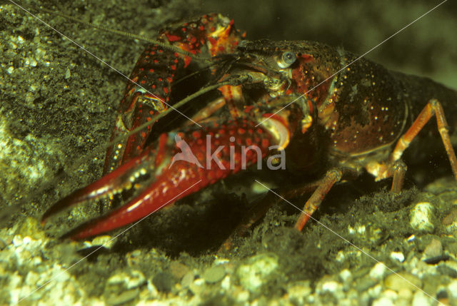 Rode Amerikaanse rivierkreeft (Procambarus clarkii)