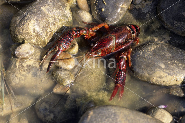 Rode Amerikaanse rivierkreeft (Procambarus clarkii)