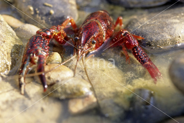 Rode Amerikaanse rivierkreeft (Procambarus clarkii)