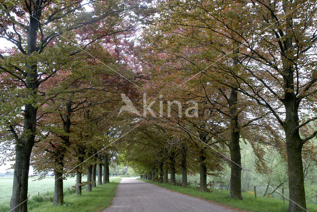 Purple Beech (Fagus purpurea)