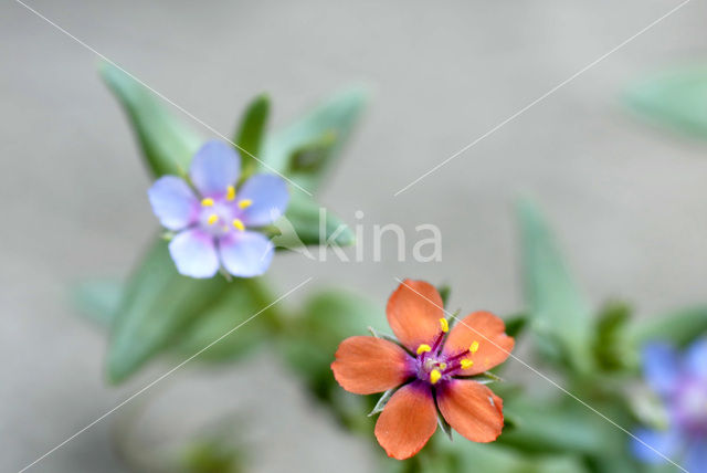 Scarlet Pimpernel (Anagallis arvensis subsp. arvensis)