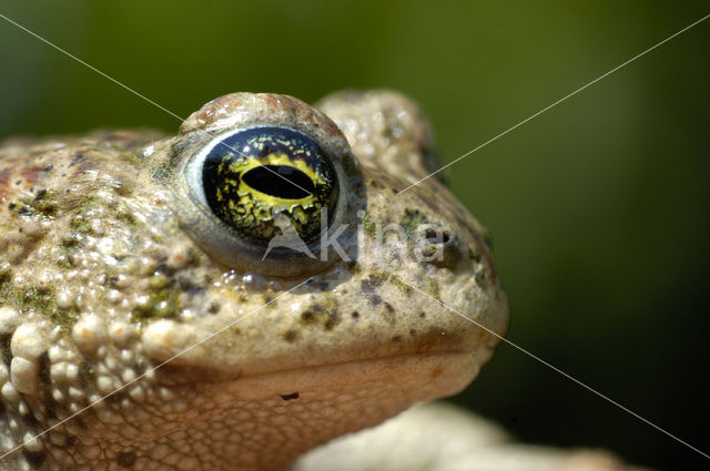 Rugstreeppad (Bufo calamita