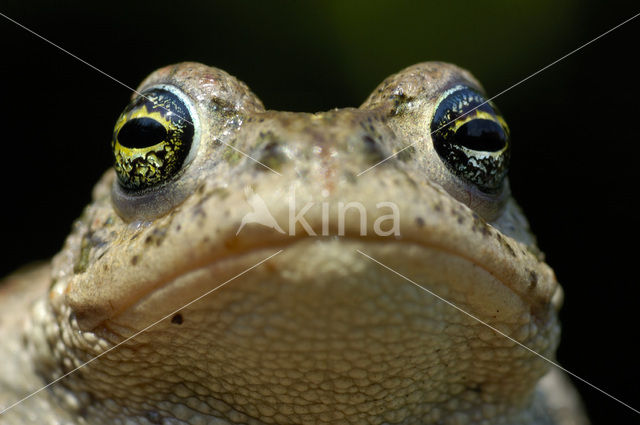 Rugstreeppad (Bufo calamita