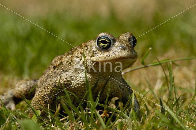 Rugstreeppad (Bufo calamita