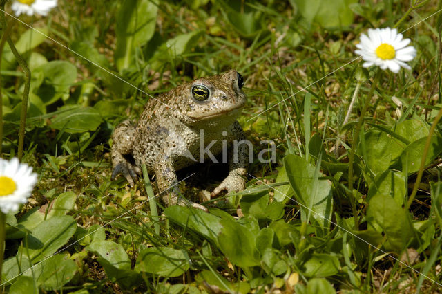 Rugstreeppad (Bufo calamita