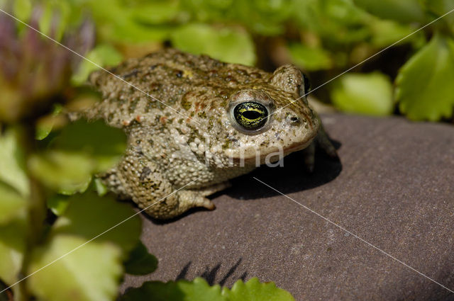 Rugstreeppad (Bufo calamita