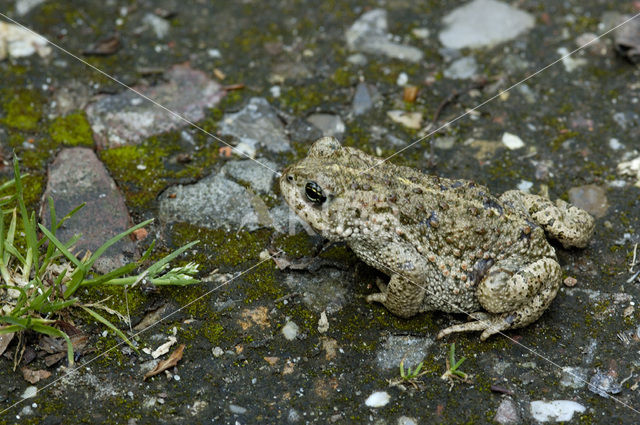 Rugstreeppad (Bufo calamita