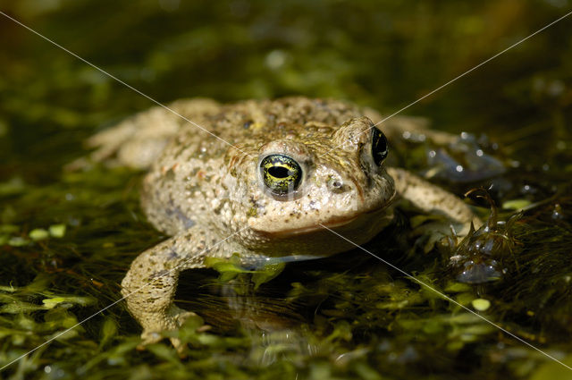 Rugstreeppad (Bufo calamita