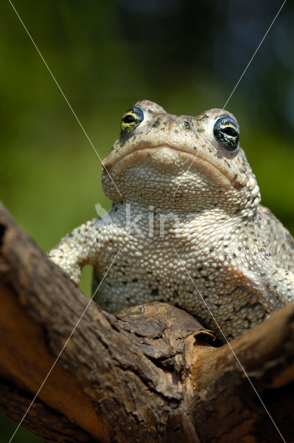 Rugstreeppad (Bufo calamita