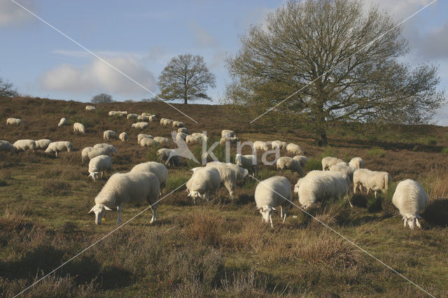 Schaap (Ovis domesticus)