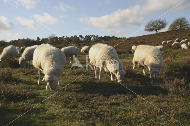 Schaap (Ovis domesticus)