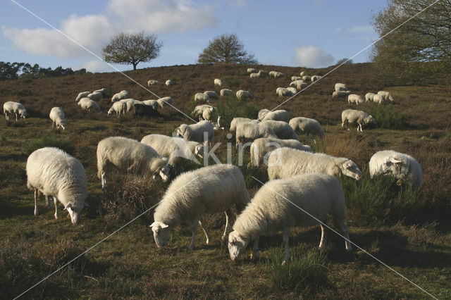 Schaap (Ovis domesticus)