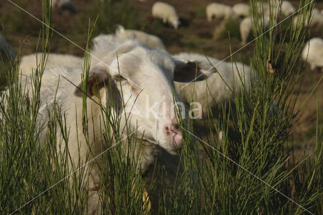 Schaap (Ovis domesticus)