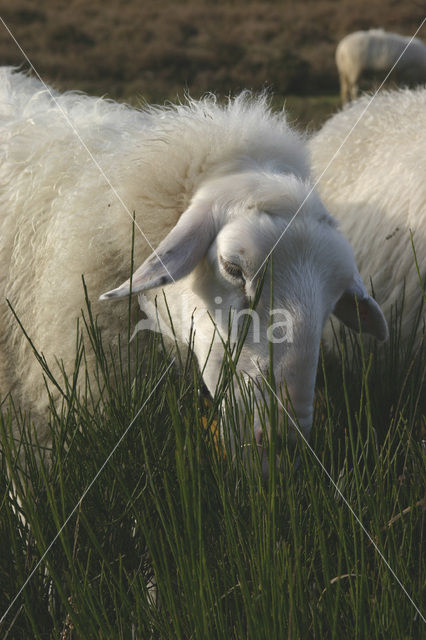 Schaap (Ovis domesticus)