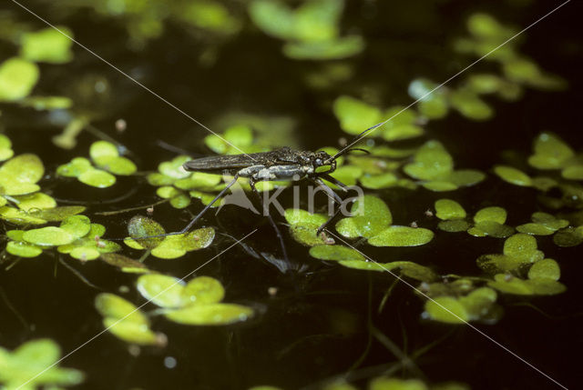 Schaatsenrijder (Gerris lacustris)