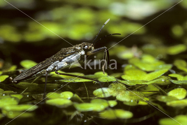 Schaatsenrijder (Gerris lacustris)