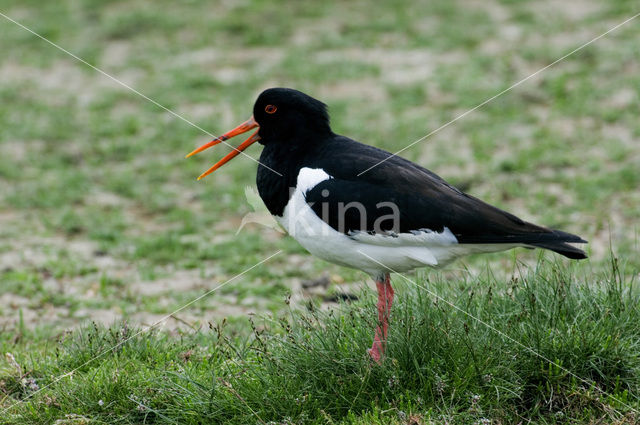 Scholekster (Haematopus ostralegus)