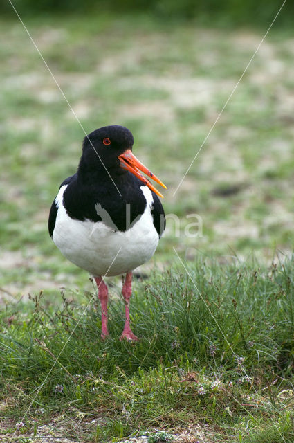 Scholekster (Haematopus ostralegus)