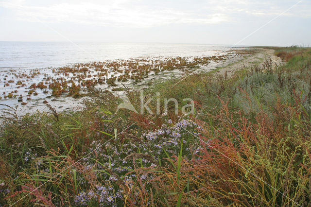 Schorrekruid (Suaeda maritima)