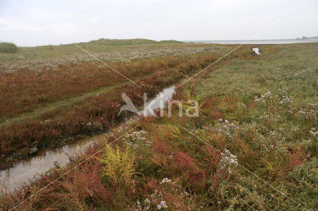 Schorrekruid (Suaeda maritima)