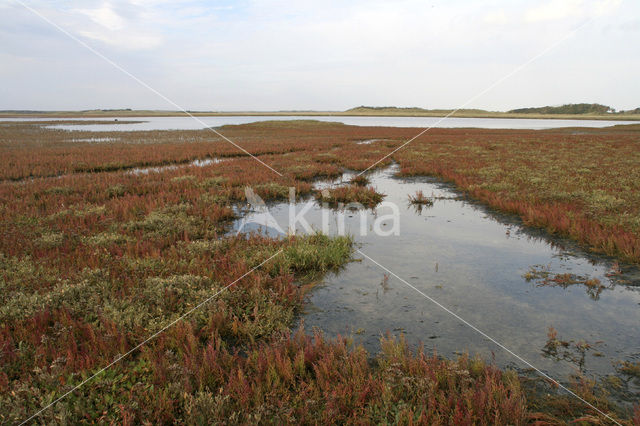 Schorrekruid (Suaeda maritima)