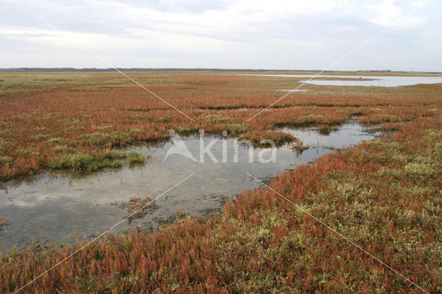 Schorrekruid (Suaeda maritima)