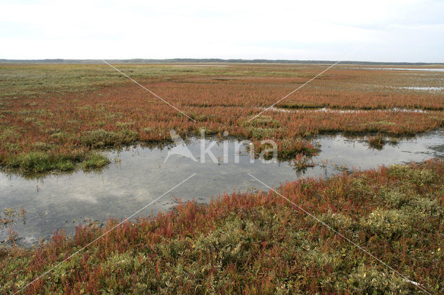 Schorrekruid (Suaeda maritima)