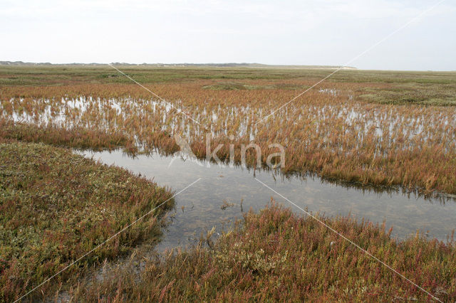 Schorrekruid (Suaeda maritima)